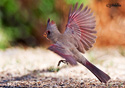 Cardinalis sinuatus