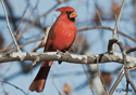 Cardinalis cardinalis