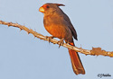 Cardinalis cardinalis