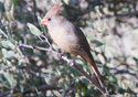 Cardinalis cardinalis