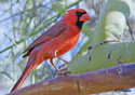 Cardinalis cardinalis