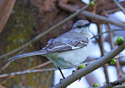 Mimus polyglottos