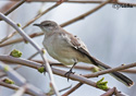 Mimus polyglottos