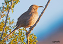 Toxostoma curvirostre