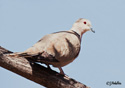 Streptopelia decaocto