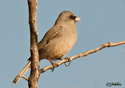 Junco hyemalis caniceps