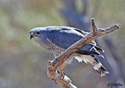 Buteo nitidus