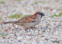 Passer domesticus