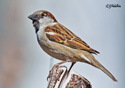 Passer domesticus