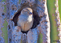 Passer domesticus