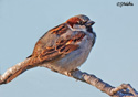 Passer domesticus