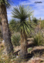 Yucca schidigera