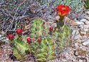 Echinocereus triglochidiatus