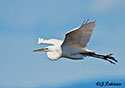 Ardea alba