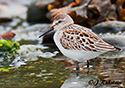 Calidris mauri