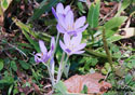 Colchicum autumnale