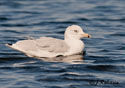 Larus delawarensis