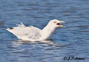 Larus delawarensis