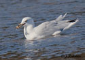 Larus delawarensis