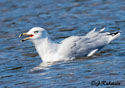 Larus delawarensis