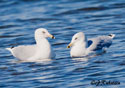 Larus delawarensis