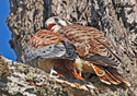 Falco sparverius