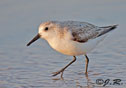 Calidris alba