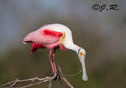 Platalea ajaja