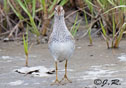 Calidris melanotos