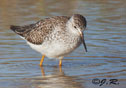 Calidris melanotos