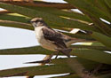 Mimus polyglottos