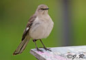 Mimus polyglottos