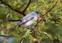 polioptila caerulea