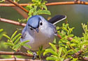 polioptila caerulea