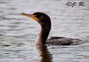 Phalacrocorax auritus