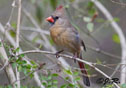 Cardinalis cardinalis