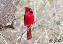 Cardinalis cardinalis