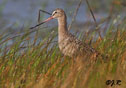 Limosa fedoa