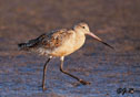 Limosa fedoa