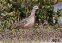 Numenius americanus