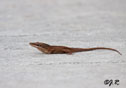 Anolis sagrei 