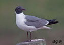 Larus atricilla