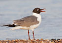 Larus atricilla