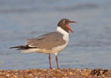 Larus atricilla