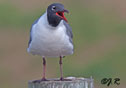 Larus atricilla