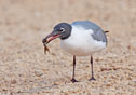 Larus atricilla