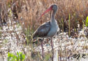 Eudocimus albus