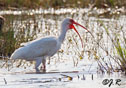 Eudocimus albus