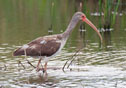 Eudocimus albus