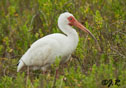 Eudocimus albus